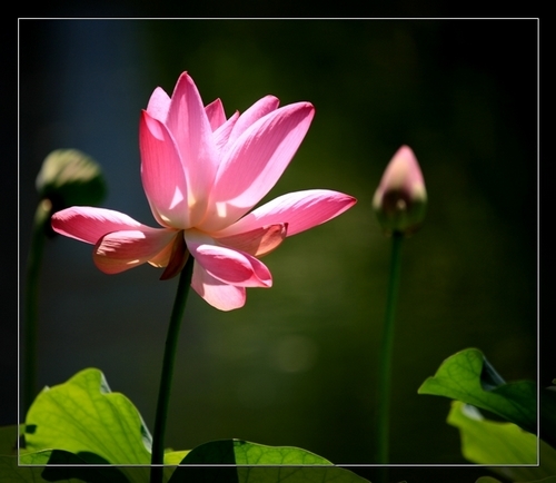 　玉渊潭赏荷(新浪博主：何苦)