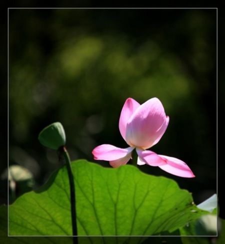 　玉渊潭赏荷(新浪博主：何苦)