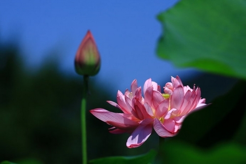 北京植物园赏荷(新浪博主：蓝色网际)