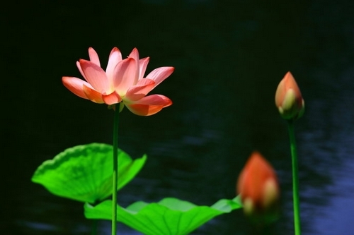 北京植物园赏荷(新浪博主：蓝色网际)