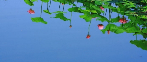 北京植物园赏荷(新浪博主：蓝色网际)