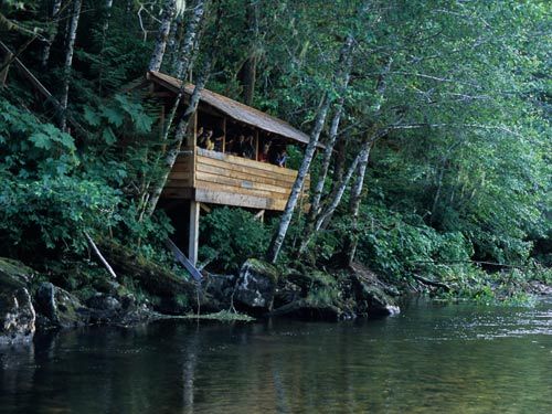 大熊旅店(Great Bear Lodge)坐落在雨林当中