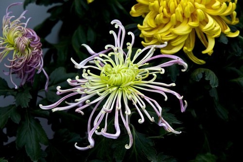 国际鲜花港 (图片：新浪博主 老派客)