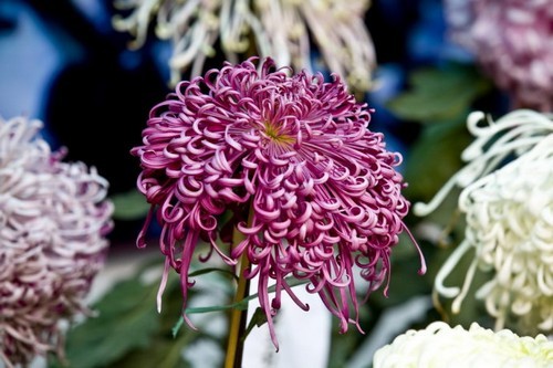 北京植物园赏菊(图片：新浪博主 老派客)