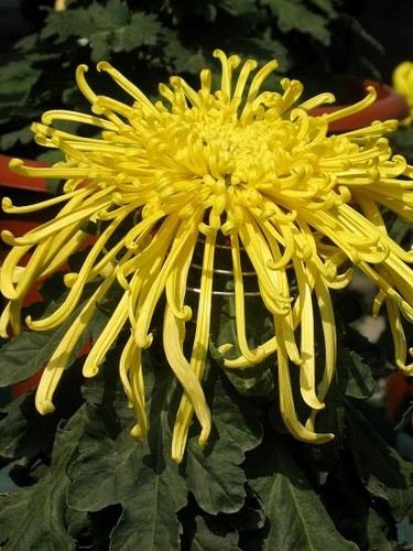 北京植物园赏菊(图片：新浪博主 东岳天蝎)