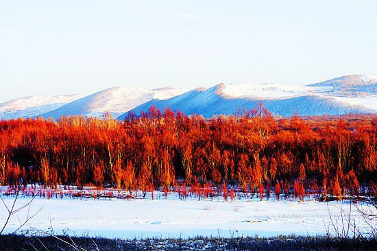 冬季的呼伦贝尔色彩绚烂(呼伦贝尔旅游局供图)