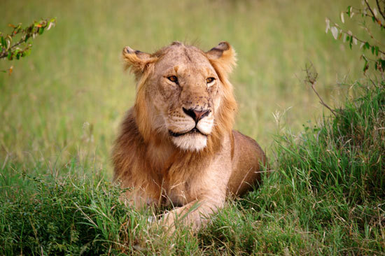 用背景虚化的常规手法拍摄狮子