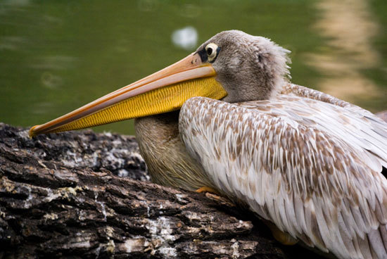 利用明暗对比突出画面中的动物主体
