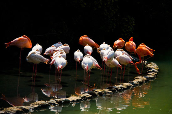 借助强烈的光线反差和丰富的色彩将一群火烈鸟呈现在画面中