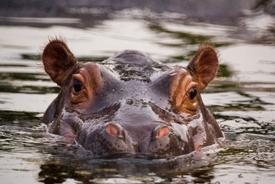 河马从水中露出头