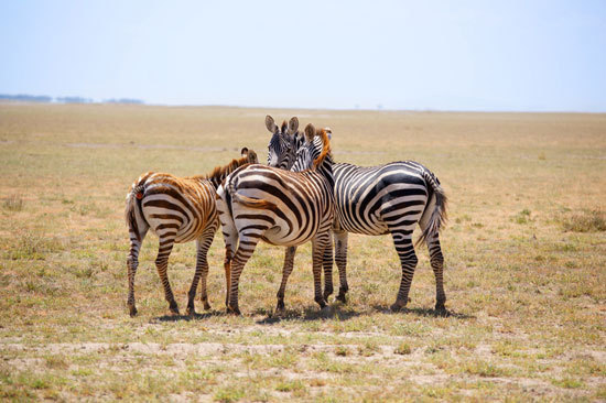 几只斑马聚在一起“窃窃私语”