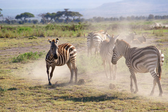 斑马群突然骚动起来，马蹄扬起了灰尘
