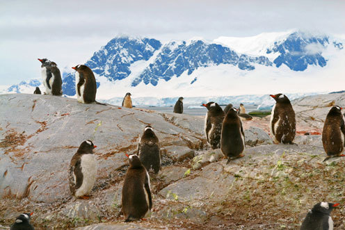南极大陆岩石上站立着一群企鹅