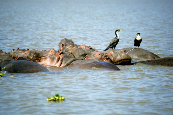 在河流中，河马群与鸟儿和睦相处