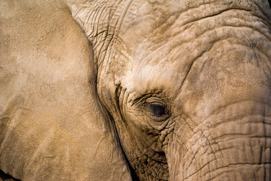 大象的皮肤很有质感