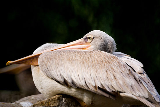 用折返镜头拍摄远处的动物，在构图时甚至可以使动物充满画面