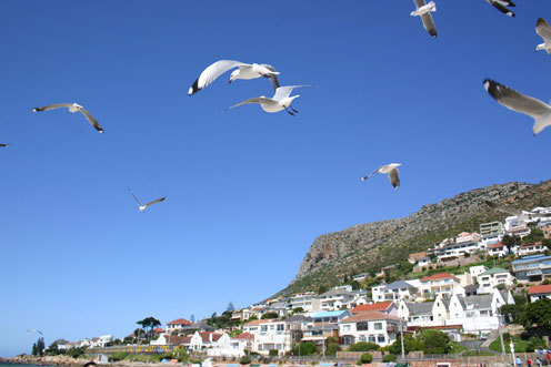 非洲好望角城镇上空飞起的鸟群