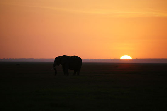 夕阳下的大象