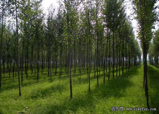  植树创造的奇迹(摄：佚名)