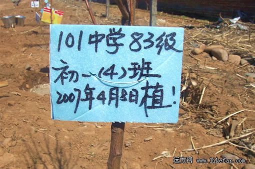 我和树苗齐成长(摄：佚名)