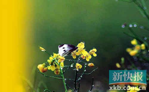 蝶恋花(何树炯/图)