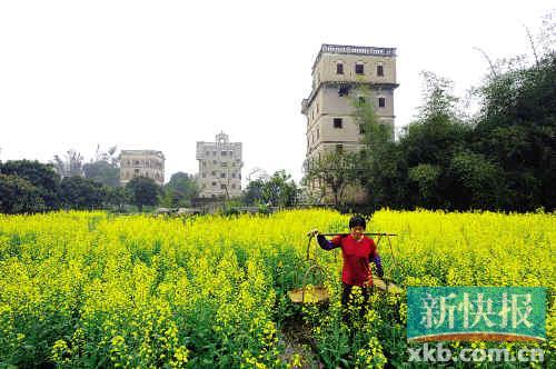 花田(何树炯/图)