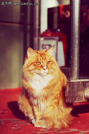 晒太阳的猫咪(作者：猫眼圣骑)
