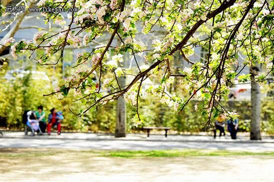 丹青点笔 (阿滋猫摄)