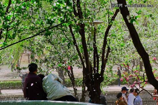花雨中的相依(山语摄)