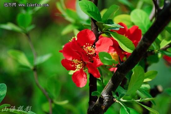 红肥绿瘦(山语摄)