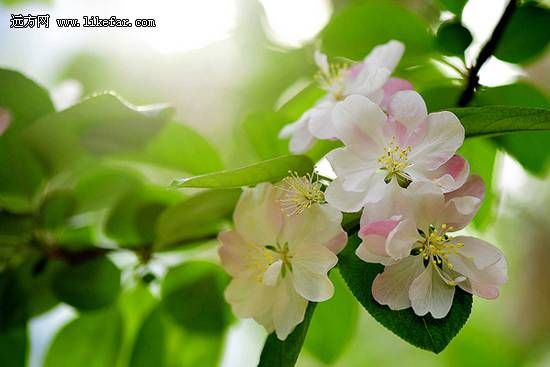 灿若朝霞(阿滋猫摄)