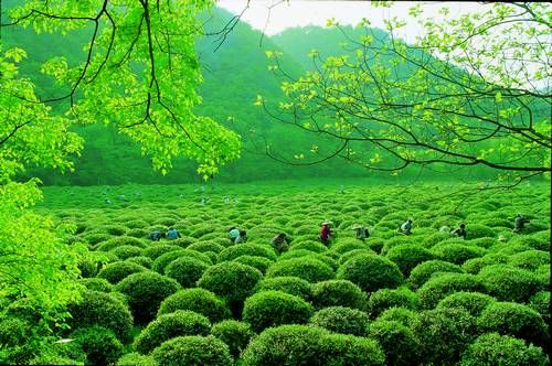 龙井茶园(陈海霖摄)