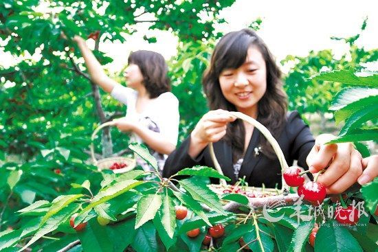 6月，北京进入樱桃采摘旺季(东方IC)