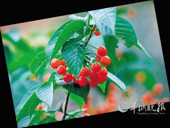 青岛北宅，30万株樱桃树上硕果累累(周昆 东方IC)