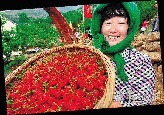 在樱桃上市的时节，不妨亲手采摘吧(周昆 东方IC)