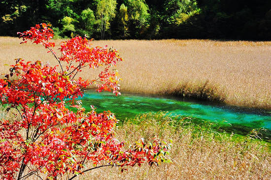 新浪旅游配图：芦苇海一角 摄影：谢超(九寨沟管理局)