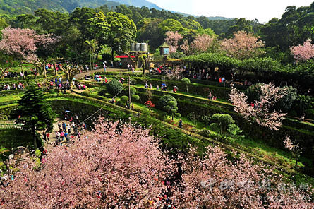 一旁小树也以可爱造型出席樱花祭(张秀凰摄)