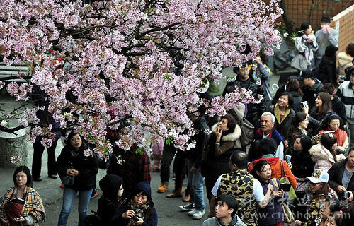因为樱花，所以人潮(张国权摄)