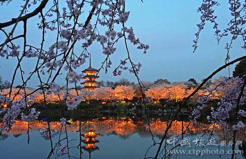夜幕下的武汉东湖磨山樱花园(CFP)