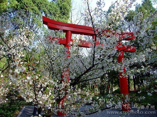 隐身于樱林的日式乌居(Microfotos)