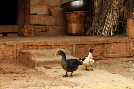 普者黑农家小院(图：POCO网泉水叮咚拍摄)