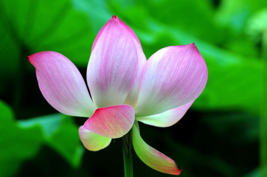 绽放的荷花(蜂鸟网qdhuabing 摄影)