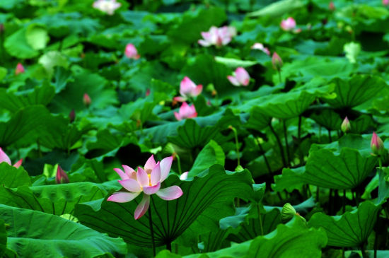 万亩荷花(图：蜂鸟网ssm007 摄影)