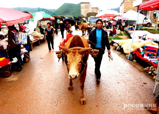 普者黑的街子(图：POCO网飞行军拍摄)