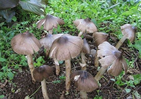 鸡枞菌(图：百度搜索引擎)