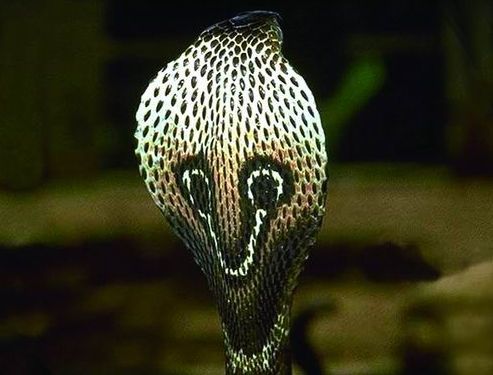 全球十大致命指数超级高的毒蛇(图)