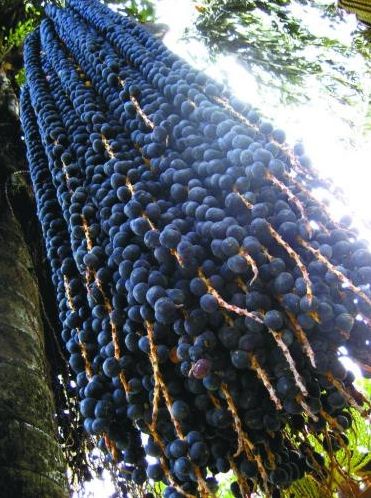 探秘巴西生命果 被看作天然壮阳药