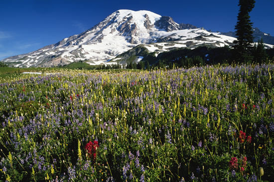 雷尼尔山(Mount Rainier)