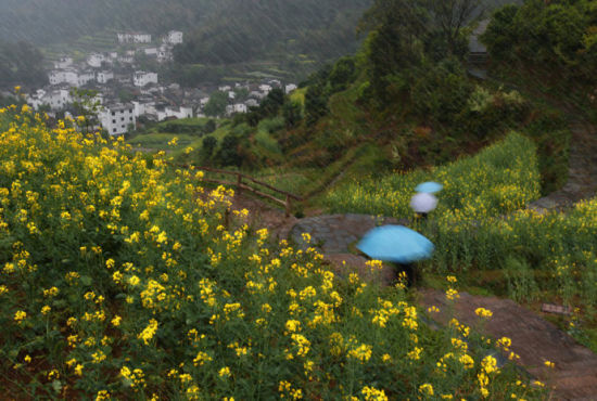 婺源细雨飘零像音符一般洒落在周围,洋洋洒洒,让脚下