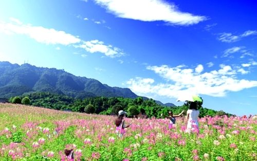 到铜梁 不出国门就能看"普罗旺斯"